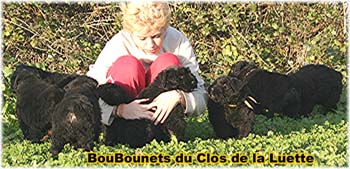 bouvier des flandres photo chiot - Elevage Clos Luette -  COPYRIGHT DEPOSE